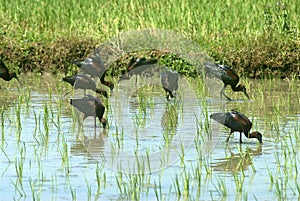 Migratory birds red-naped ibis-feeding at paddy field