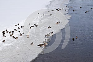 Migratory birds resting on ice