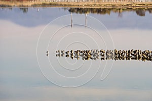 Migratory birds resting in the ponds of east San Francisco bay, Hayward, California photo