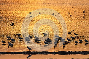 migratory birds scene in dusk lake photo