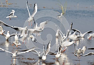 Migratory birds sea gulls came to Bhopal