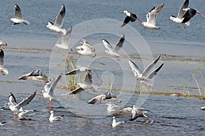 Migratory birds sea gulls came to Bhopal