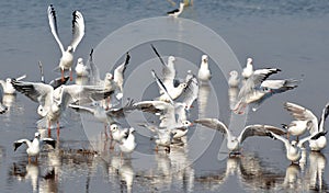 Migratory birds sea gulls came to Bhopal photo
