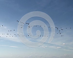 Migratory birds in the sky. Silhouettes of birds flying in warm lands