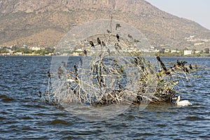 Migratory Cormorant Birds on Lake Anasagar in Ajmer. India