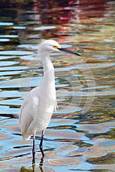 Migratory Crane Bird photo