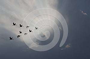 Migratory of cranes fly in blue sky with ray of sunlight in the afternoon