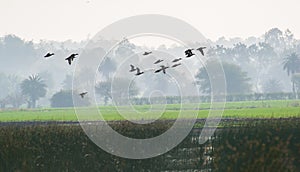 Migratory Ducks in Foggy Morning photo