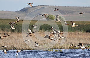 Ducks and Waterfowl Wetlands Klamath photo