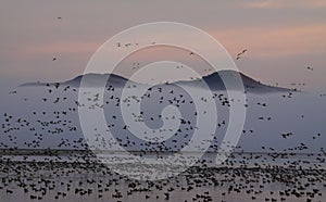 Migratory Birds and Foggy Mountains photo