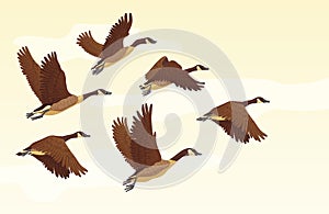 Migratory geese background photo