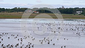 Migratory Geese Birds Taking off from Wetland, Wide shot