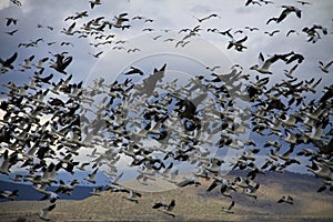 Migratory Geese in Flight Mass Migration