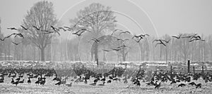 Migratory geese foraging on grassland in winter photo