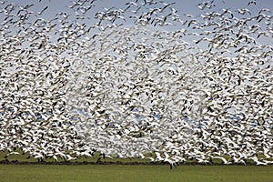 Migratory Geese Lift-off