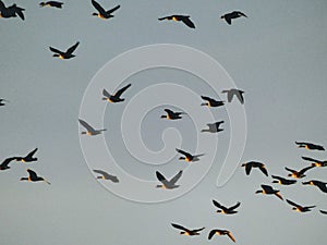 Migratory geese - Sunset light - Heading north - In flight