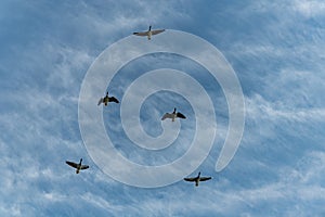 Migratory gray geese, flying in v-formation in the blue sky