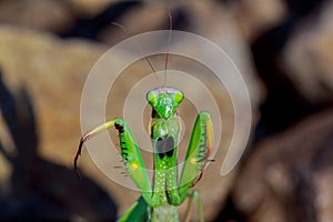 migratory locust head with high depth focus