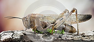 Migratory Locust, Locust, Locusta migratoria