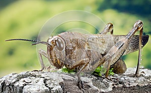 Migratory Locust, Locust, Locusta migratoria