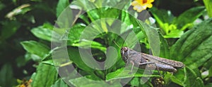 Migratory Locust, Locust, Locusta migratoria. Grasshopper Locust eating green plants isolated on nature background. Locust