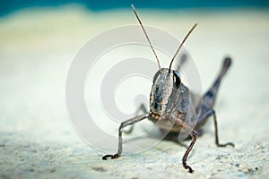 Migratory Locust, Locust, Locusta migratoria. Grasshopper Locust isolated on white background. Locust attack in india