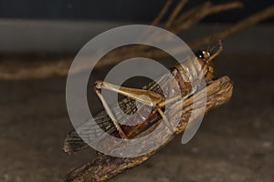 The Migratory locust Locusta migratoria.