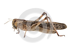 Migratory locust - (Locusta migratoria)