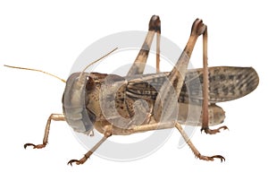 Migratory locust - (Locusta migratoria) photo