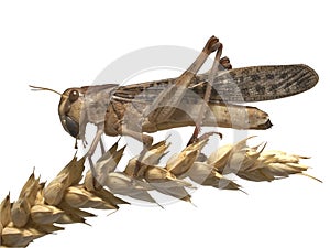 Migratory locust - (Locusta migratoria) photo