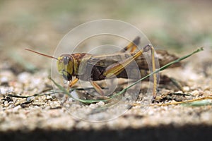 Migratory locust (Locusta migratoria).