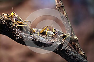 Migratory locust (Locusta migratoria).