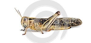 Migratory locust, Locusta migratoria, isolated on white photo