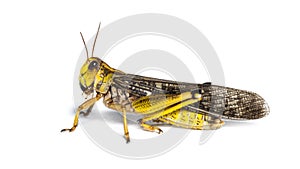 Migratory locust, Locusta migratoria, isolated on white photo