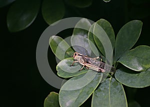 Migratory Locust (Locusta migratoria) On Leaves