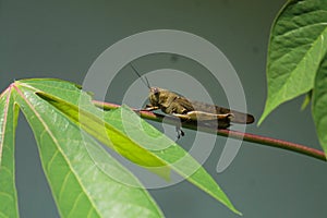 a migratory locust (Locusta migratoria) perched on a branch of a plant