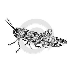Migratory locust Locusta migratoria sitting side view,  gravure style ink drawing illustration isolated