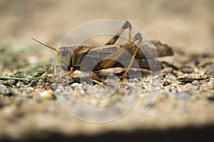 Migratory locust (Locusta migratoria). photo