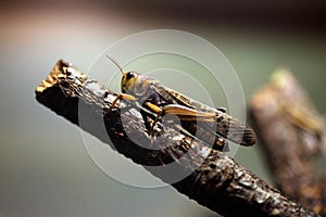 Migratory locust (Locusta migratoria). photo