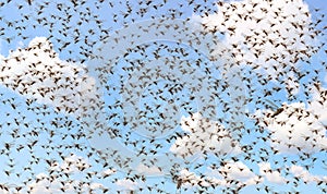 Migratory locust swarm