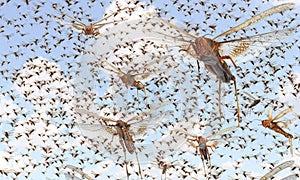 Migratory locust swarm