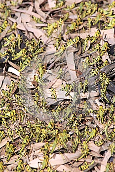 Migratory locust swarm