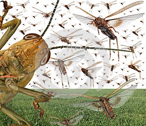 Migratory locust swarm photo