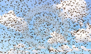 Migratory locust swarm photo