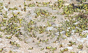 Migratory locust swarm photo