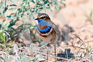 Migratory male of Bluethroat Luscinia svecica