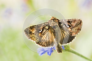 Migratory moth Silver Y photo