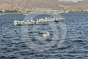 Migratory Pelican Birds on boat on Lake Anasagar in Ajmer. India