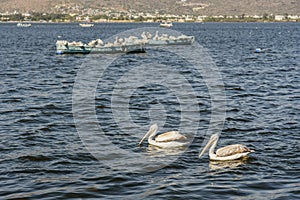 Migratory Pelican Birds on boats on Lake Anasagar in Ajmer. India