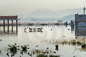 Migratory Pelican Birds and Egrets on Lake Anasagar in Ajmer. India